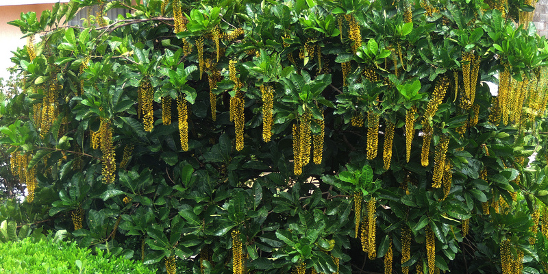 The best way to Propagate a Boxwood