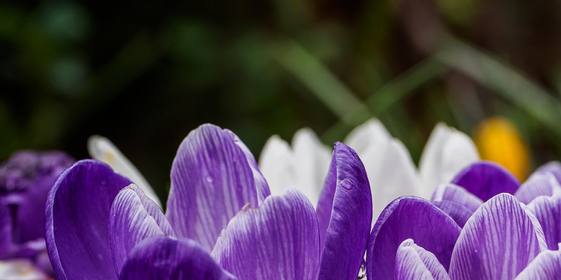 Information on Ranunculus Planting Guide