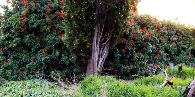 The best way to Stump Removal Pawpaws