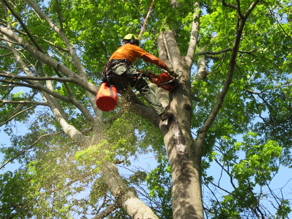 Tree Planting Trimming and Removal Guide