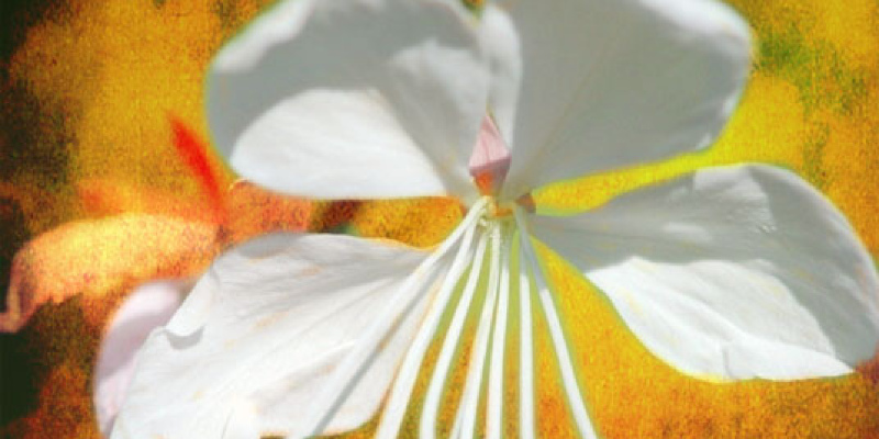 5 Favorite White Roses for a Just Beautiful Garden