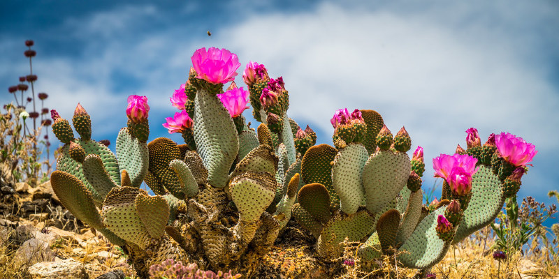 Common Myths That May Be Hurting Your Garden